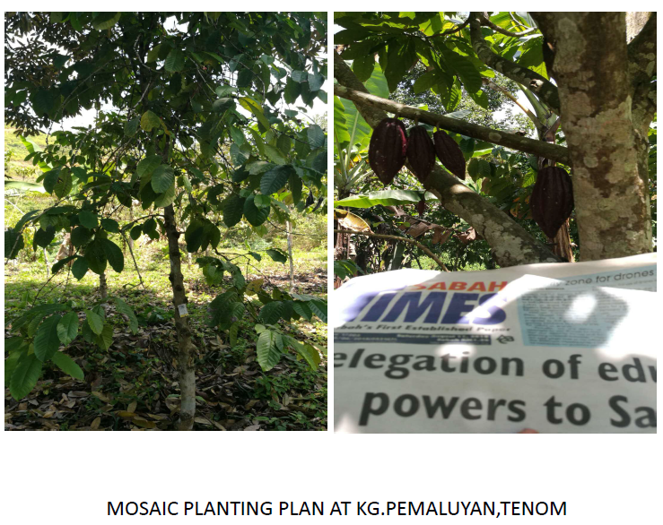 Mosaic Planting Plan, Cocoa Trees